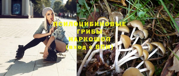 прущие грибы Переславль-Залесский