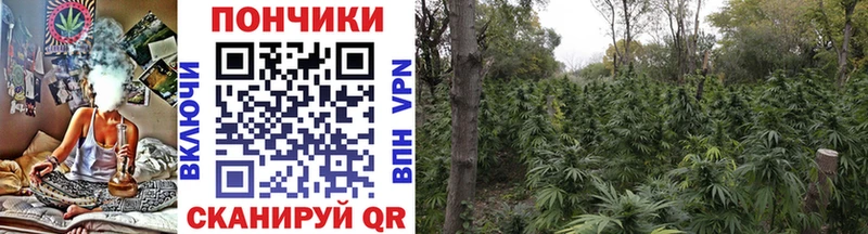 Конопля план Знаменск